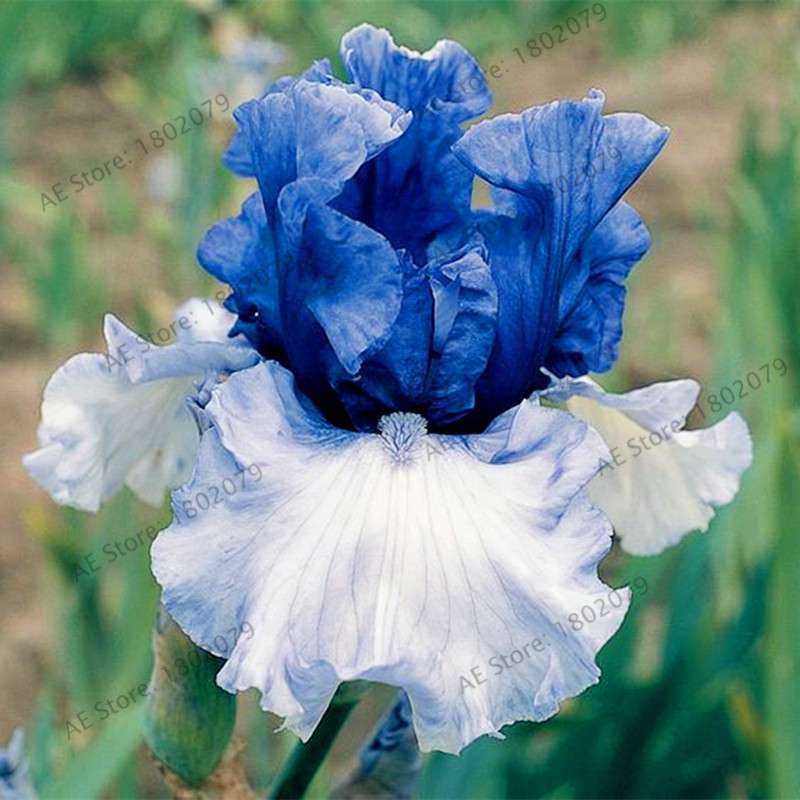 Mixed Color Bearded Iris Seeds - Rare Orchid-Like Flowers for Garden Planting, DIY Home Gardening