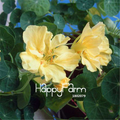Rare Hanging Nasturtium Seeds - Vibrant Climbing Flowers for Garden & Containers