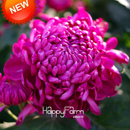 Rare Hot Pink Rose Chrysanthemum Seeds - Potted Flower for Home Garden DIY Planting