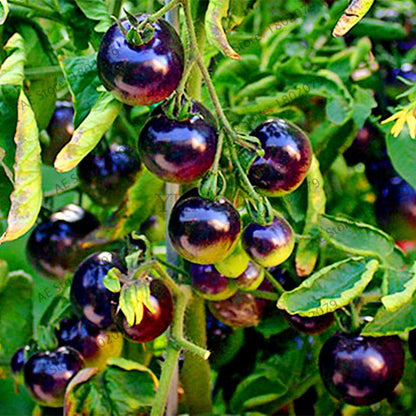 Bonsai Tomato Seeds - Easy to Grow Perennial Plant for Home & Garden, Healthy Fruit & Veggies