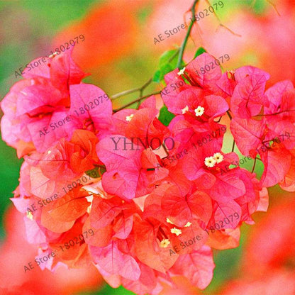 Bougainvillea Bonsai Seeds - Vibrant Flowering Plant for Home & Garden | Fast-Growing, Easy Care