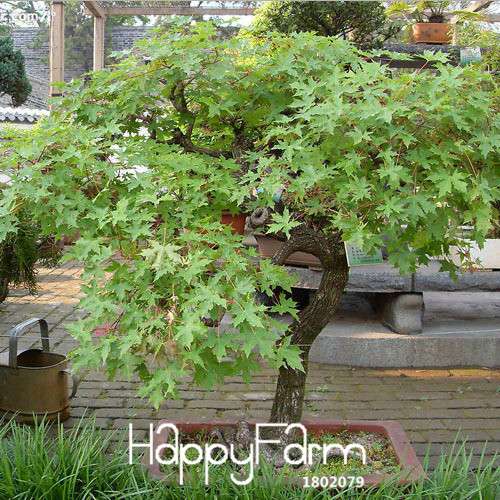 American Maple Bonsai Seeds - Mini Indoor Tree Houseplant, Fast-Growing Green Maple
