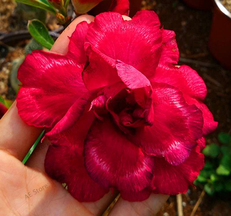 Exotic Mixed Colors Desert Rose Seeds - Fire Red Heart Bonsai, for Home Garden