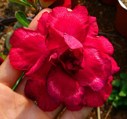 Exotic Mixed Colors Desert Rose Seeds - Fire Red Heart Bonsai, for Home Garden