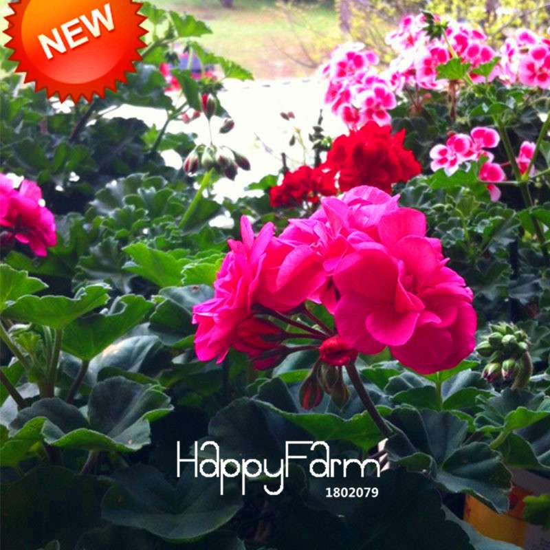 Hot Pink Geranium Seeds - Perennial Pelargonium Peltatum for Indoor & Outdoor Planting