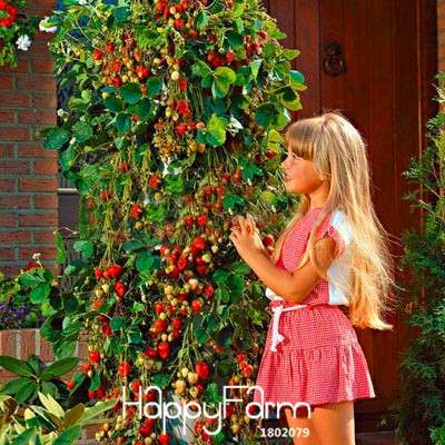 Strawberry Seeds for Planting - Sweet Climbing Fruit for Home Garden, Pots & Courtyard