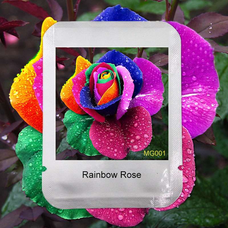 Rare Holland Rainbow Rose Seeds - Colorful Flower Seeds for Home Garden - Professional Pack