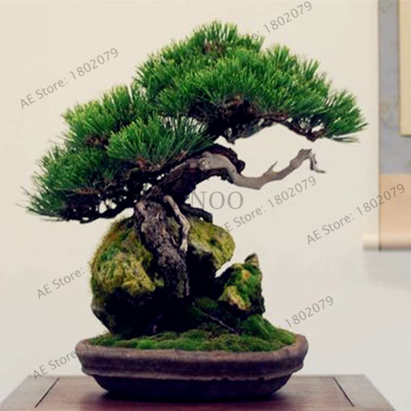 Miniature Pine Seeds - Japanese Bonsai Tree Kit, Perennial Ornamental Potted Plants for Home & Garden