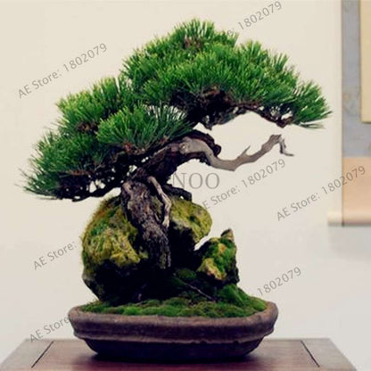 Miniature Pine Seeds - Japanese Bonsai Tree Kit, Perennial Ornamental Potted Plants for Home & Garden