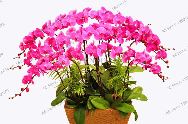 Rare Mixed Color Butterfly Orchid Seeds - Beautiful Bonsai Balcony Flowers for Garden Planting