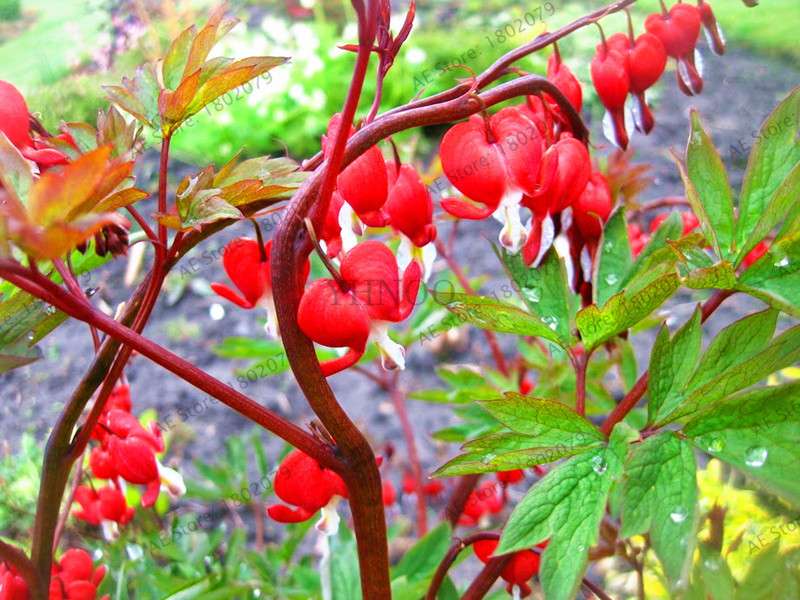 Bleeding Heart Seeds (Dicentra Spectabilis) - Orchid Seeds for Pots & Cottage Gardens