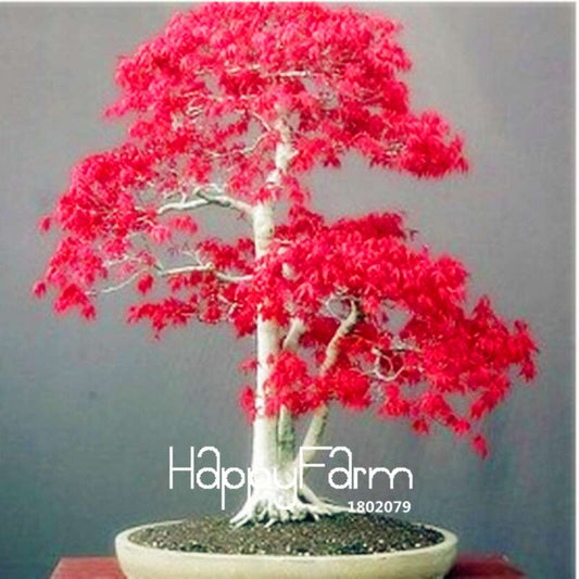 Red Maple Tree Seeds for Bonsai - DIY Home Garden Planting Kit - USA Grown