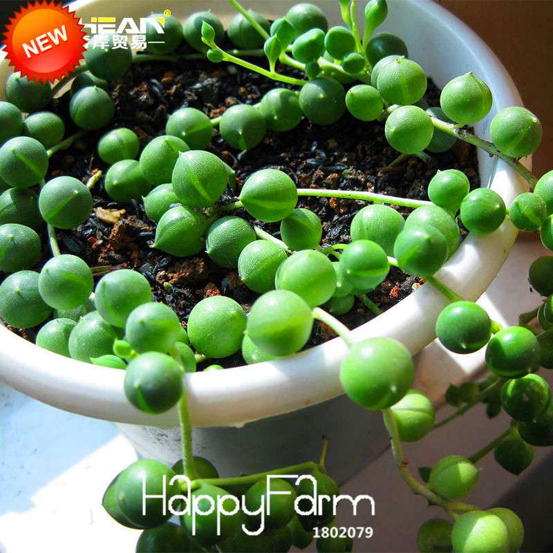 Pearl Chlorophytum Seeds - Air-Purifying Indoor Plants, Easy-Grow Bonsai for Home & Garden