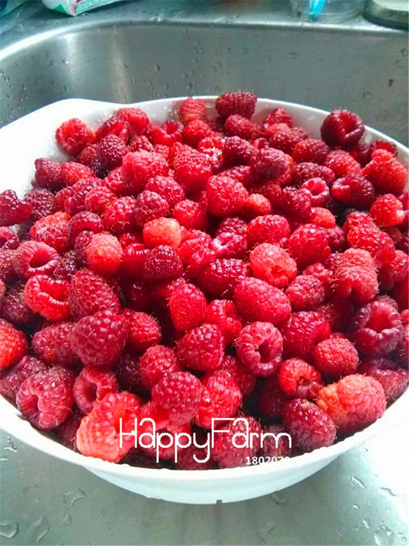 Heritage Raspberry Seeds - Non-GMO, Organic, Bonsai Fruit Tree Seeds for Home Garden Planting