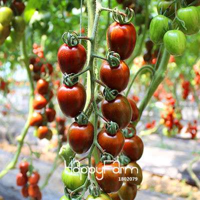 Organic Chocolate Black Tomato Seeds - for Home Garden, Non-GMO Heirloom Vegetable Seeds