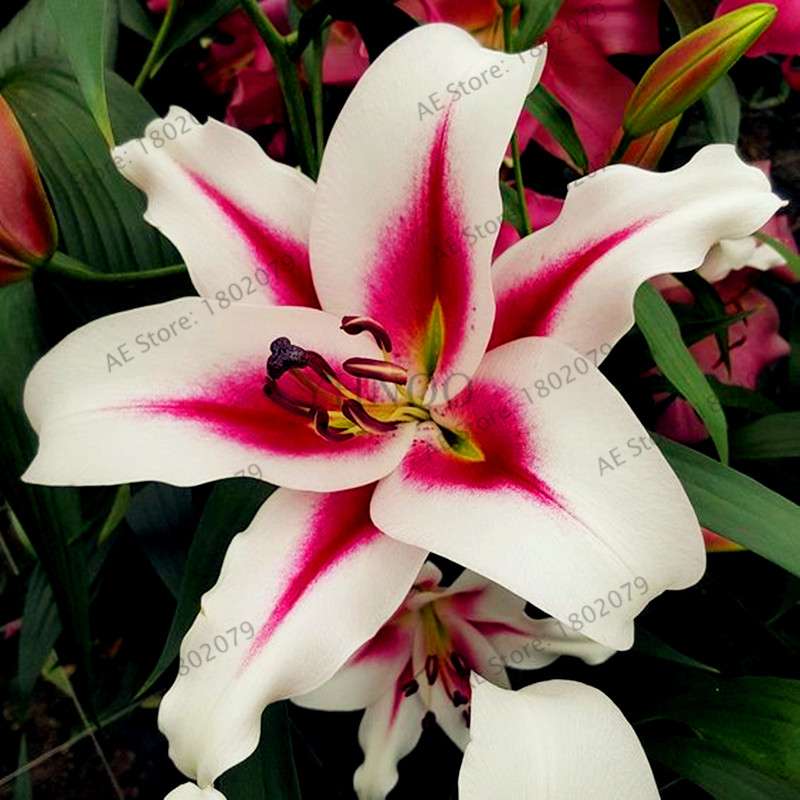 Lilium Brownii Seeds - Indoor Bonsai, Courtyard Lily Flower Seeds for Planting