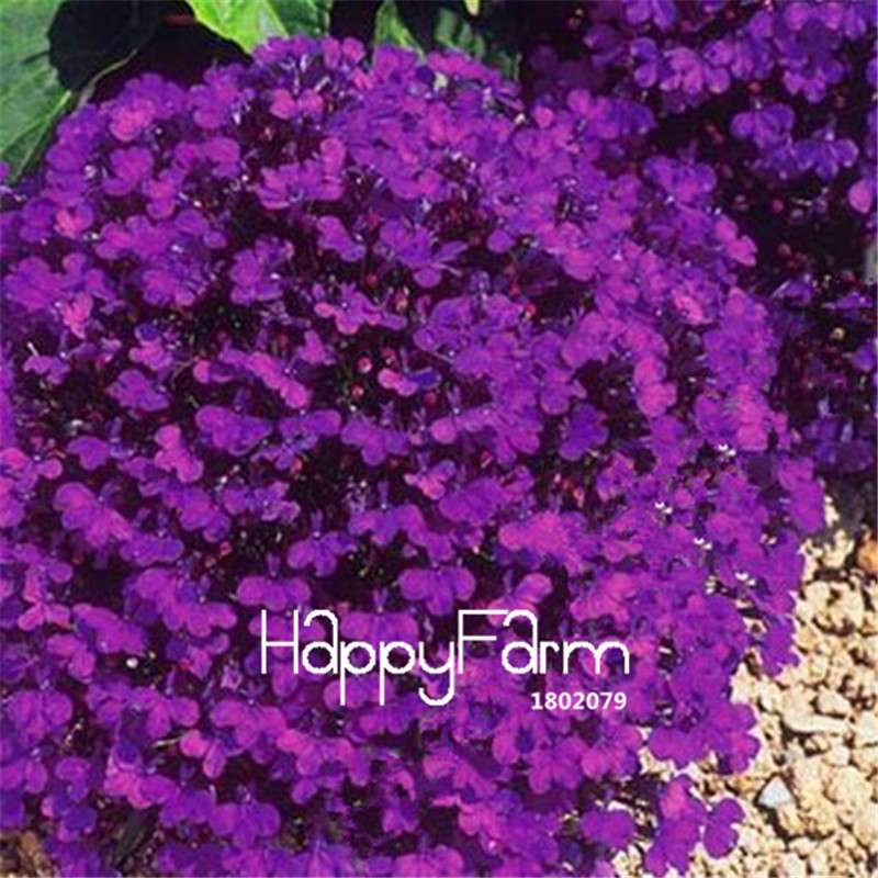 Lobelia Seeds - Bonsai Flower, Creeper & Ground Cover Plants for Garden Landscaping | Fast-Growing