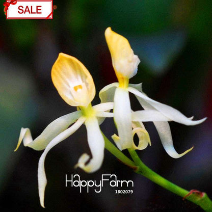 Rare Yellow Octopus Orchid Seeds - for Home Garden Planting | Exotic Flowering Plants
