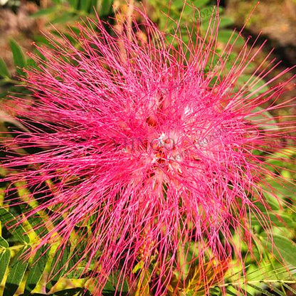 Exotic Bonsai Flower Seeds for Home Decor - Rare & Beautiful Varieties | Fast US Shipping