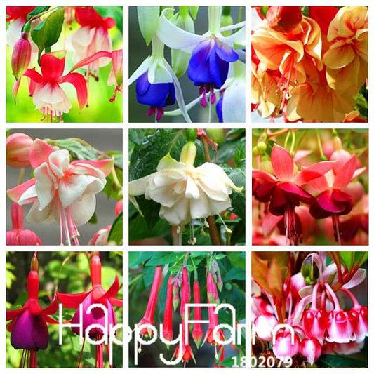 Red Fuchsia Flower Seeds - Perennial, DIY Planting, Vibrant Colors for Garden & Pots | Fast Shipping
