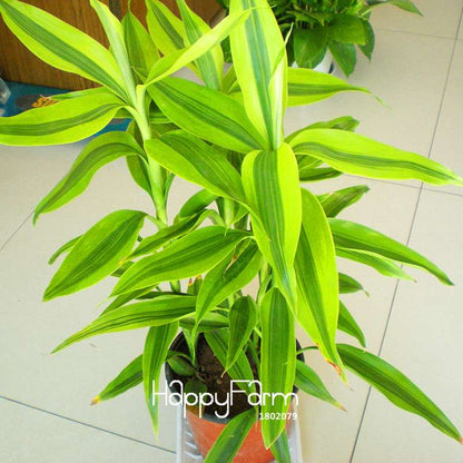 Phnom Penh Dracaena Seeds - Lucky Bamboo Plants for Home, Balcony & Air Purification | Fast-Growing, Low Maintenance