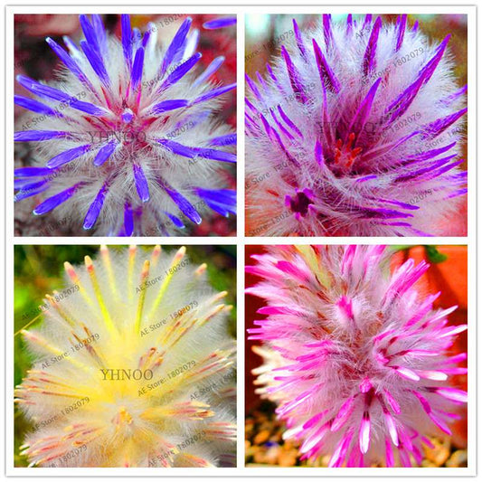 Buy Rare Ptilotus Exaltatus (Joey) Seeds - Australian Foxtail Flower for Your Garden