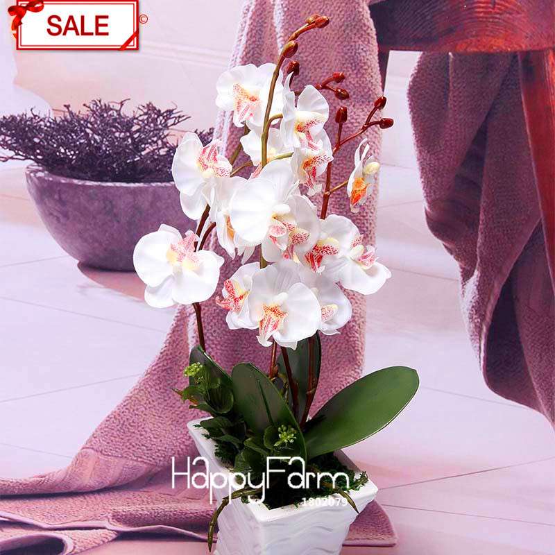 White Phalaenopsis Orchid Seeds - Perennial Potted Flowering Plants for Home & Garden