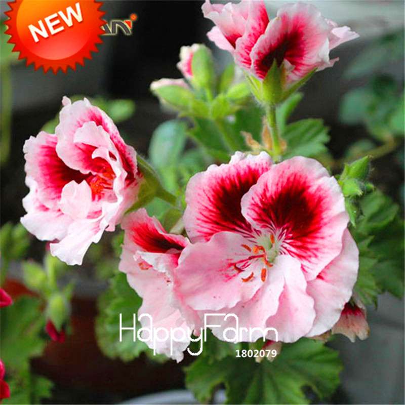 Red & White Geranium Seeds - Perennial Pelargonium Peltatum for Garden Planting
