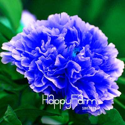 Black Purple Peony Seeds - Exotic Potted Bonsai Plant for Home Garden, Easy to Grow Flower Seeds