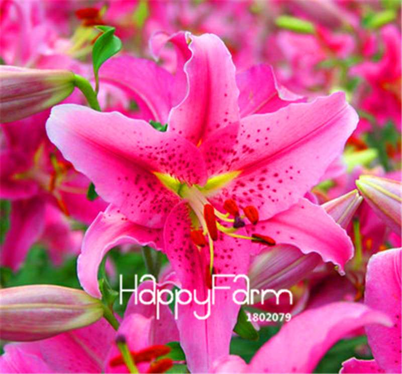 Lily Flower Seeds - Easy to Grow Bonsai Plants for Home & Garden | Fast Blooming