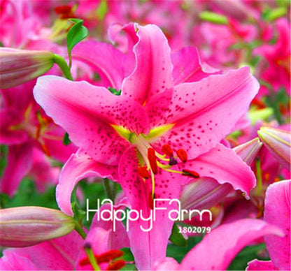 Lily Flower Seeds - Easy to Grow Bonsai Plants for Home & Garden | Fast Blooming