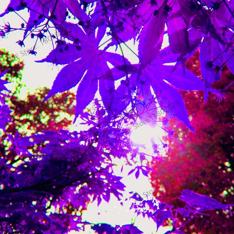 Purple Ghost Japanese Maple Seeds - Acer Palmatum Bonsai, Potted Plant for Home & Garden