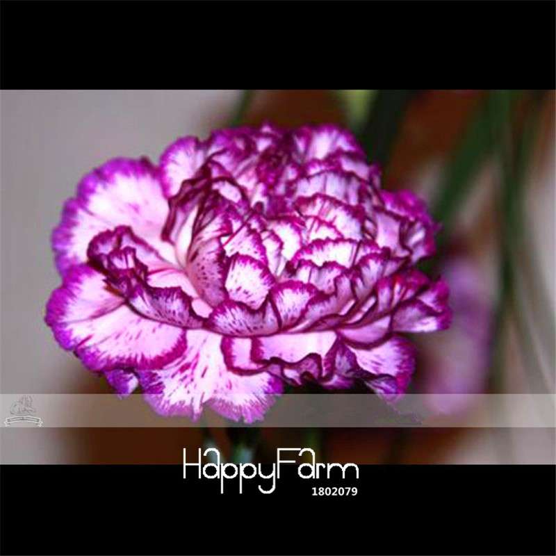 Carnation Seeds - 23 Rare Colors Including Black, Blue & Purple | Dianthus Caryophyllus Pack