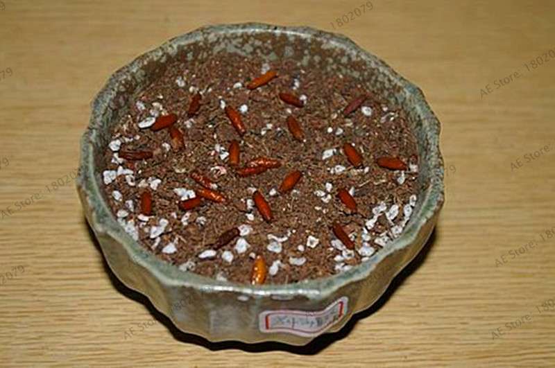 Exotic Mixed Colors Desert Rose Seeds - Fire Red Heart Bonsai, for Home Garden