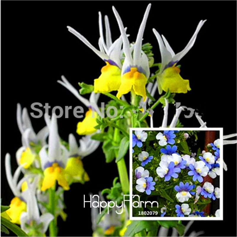 Fresh Nemesia Strumosa Seeds - Easy Grow Colorful Bonsai Flowers for Home Garden Planting