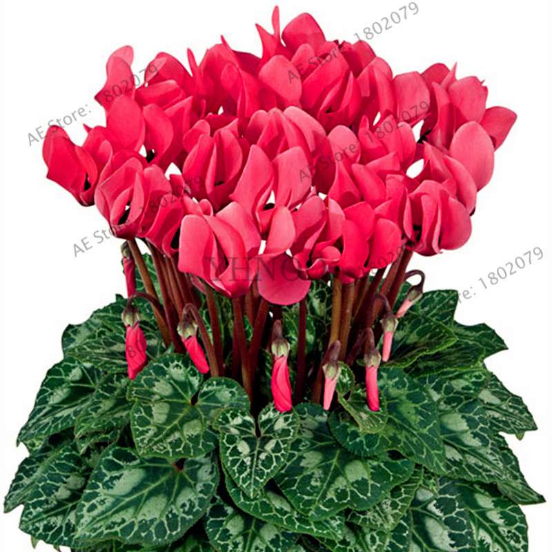 Cyclamen Seeds - Perennial Bonsai Plants for Home & Garden, Easy to Grow, Fast Shipping