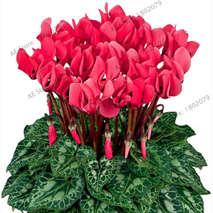 Cyclamen Seeds - Perennial Bonsai Plants for Home & Garden, Easy to Grow, Fast Shipping