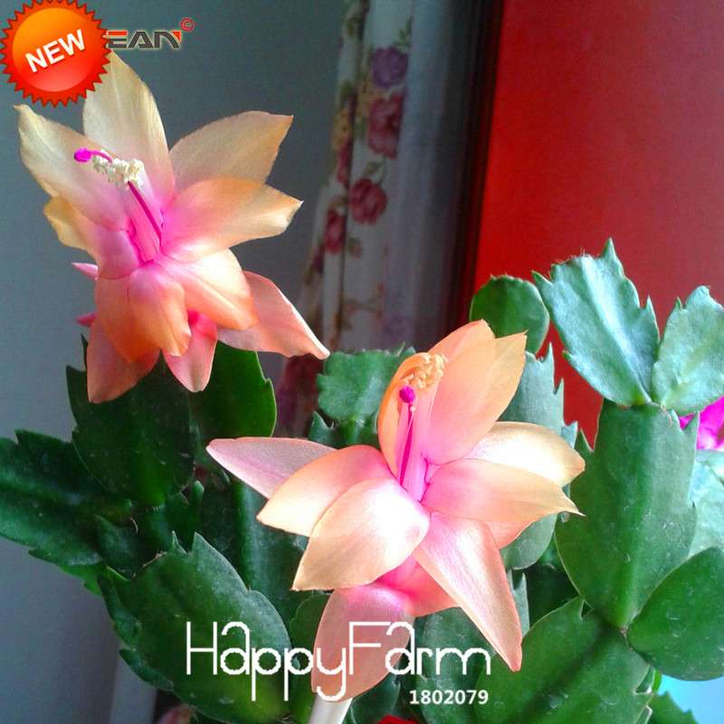 24 Color Rare Schlumbergera Bonsai Seeds - | Unique Truncatus Flower Seeds for Planting