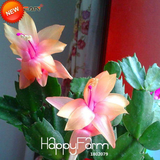 24 Color Rare Schlumbergera Bonsai Seeds - | Unique Truncatus Flower Seeds for Planting