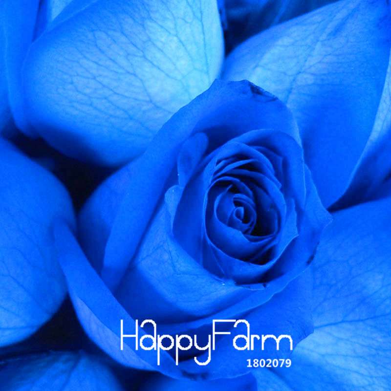 Blue Dragon Rose Seeds, Fragrant Blue Rose Flowering Plants for Garden