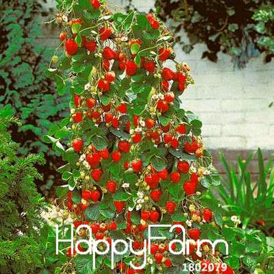 Strawberry Seeds for Planting - Sweet Climbing Fruit for Home Garden, Pots & Courtyard