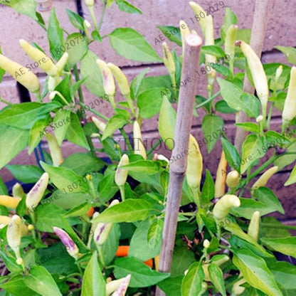 Spicy Chili Pepper Bonsai Seeds - Edible, Ornamental, Perennial Plant for Home & Garden