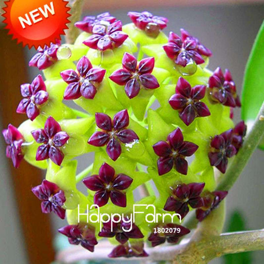 Hoya Seeds for Planting - DIY Home Garden, Potted Flowers, Bonsai & Orchid Seeds - Indoor/Outdoor
