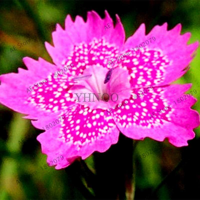 Dianthus Seeds - 24 Vibrant Colors, Easy to Grow, High Germination for DIY Garden Flowers | Fast Shipping