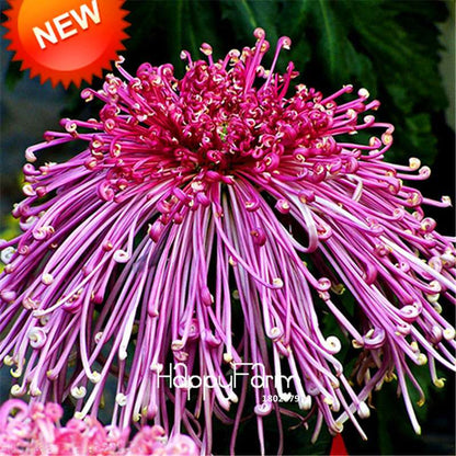 Orange Chrysanthemum Fireworks Flower Seeds - Bonsai Balcony Garden, Fast Shipping USA