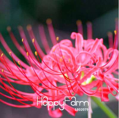 Lycoris Seeds for Planting - Perennial Garden Flowers, Easy-Grow Potted Plant Seeds for Home Gardening