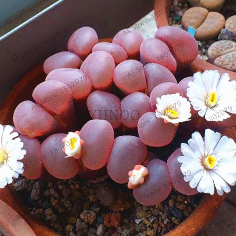 Rare Lithops Seeds - Living Stone Succulent Mix for Mini Garden, Bonsai & Assorted Flower Planting | Fast US Shipping