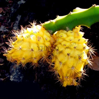 Sweet Dragon Fruit Seeds - Fresh Pitaya for Home Garden Planting | Delicious & Easy to Grow