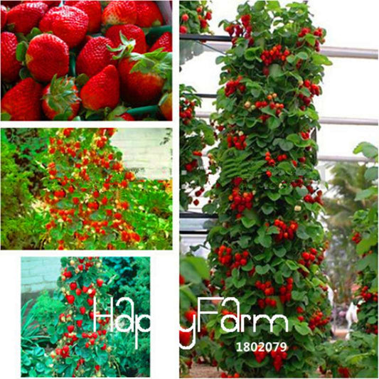 Blue Climbing Strawberry Tree Seeds - Rare Fruit Seeds for Home Garden & Bonsai Planting
