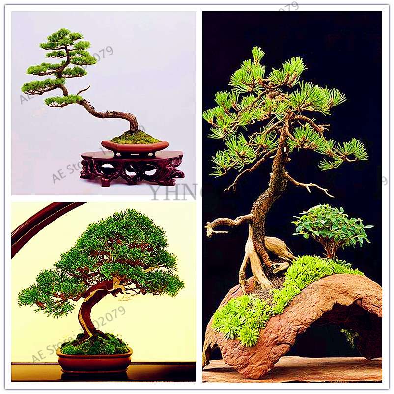 Miniature Pine Seeds - Japanese Bonsai Tree Kit, Perennial Ornamental Potted Plants for Home & Garden